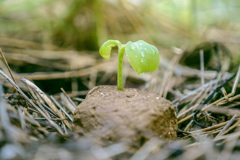 &Epsilon;&rho;&gamma;&alpha;&sigma;&tau;ή&rho;&iota; &phi;&upsilon;&sigma;&iota;&kappa;ή&sigmaf; &kappa;&alpha;&lambda;&lambda;&iota;έ&rho;&gamma;&epsilon;&iota;&alpha;&sigmaf; &mu;&epsilon; &tau;&omicron;&nu; &Pi;&alpha;&nu;&alpha;&gamma;&iota;ώ&tau;&eta; &Mu;&alpha;&nu;ί&kappa;&eta;