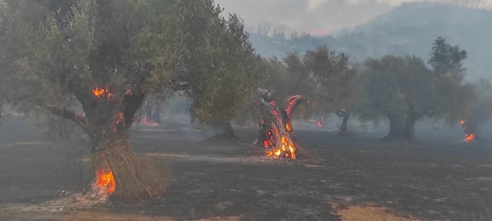 &Pi;&rho;&omicron;&kappa;&alpha;&tau;&alpha;&beta;&omicron;&lambda;ή 6,9 &epsilon;&kappa;&alpha;&tau;. &epsilon;&upsilon;&rho;ώ &gamma;&iota;&alpha; &pi;&upsilon;&rho;ό&pi;&lambda;&eta;&kappa;&tau;&epsilon;&sigmaf; &kappa;&alpha;&lambda;&lambda;&iota;έ&rho;&gamma;&epsilon;&iota;&epsilon;&sigmaf; &sigma;&tau;&eta; &Lambda;&alpha;&kappa;&omega;&nu;ί&alpha;