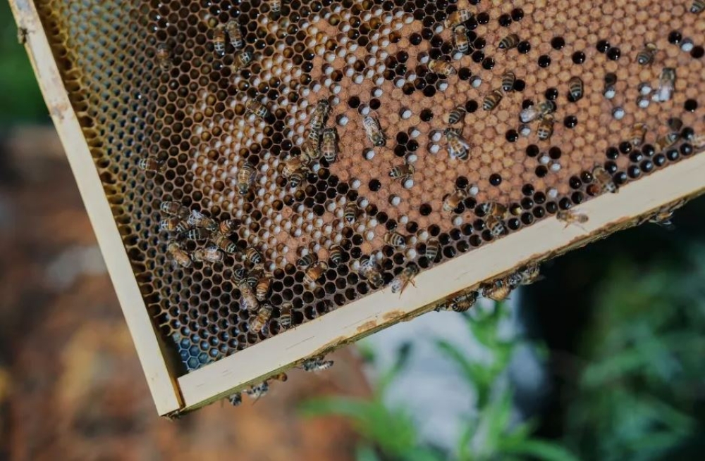 &Pi;&alpha;&gamma;&kappa;ό&sigma;&mu;&iota;&omicron; &omicron;&rho;ό&sigma;&eta;&mu;&omicron;: &Omicron;&iota; &mu;έ&lambda;&iota;&sigma;&sigma;&epsilon;&sigmaf; &tau;&omicron; &pi;&rho;ώ&tau;&omicron; έ&nu;&tau;&omicron;&mu;&omicron; &sigma;&tau;&eta;&nu; &iota;&sigma;&tau;&omicron;&rho;ί&alpha; &mu;&epsilon; &nu;&omicron;&mu;&iota;&kappa;ά &delta;&iota;&kappa;&alpha;&iota;ώ&mu;&alpha;&tau;&alpha;