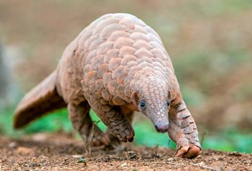 Ο κορωνοϊός των παγκολίνων απειλεί να προκαλέσει νέα πανδημία