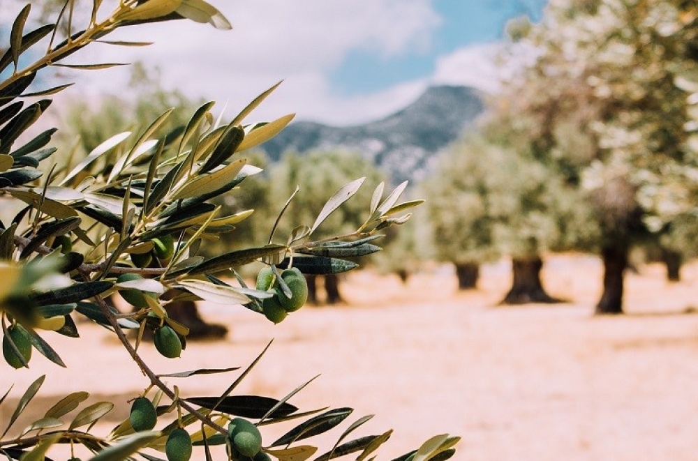 &Pi;&alpha;&rho;&omicron;&upsilon;&sigma;&iota;ά&zeta;&omicron;&nu;&tau;&alpha;&iota; &sigma;&tau;&eta; &Nu;&epsilon;ά&pi;&omicron;&lambda;&eta; &tau;&alpha; &alpha;&pi;&omicron;&tau;&epsilon;&lambda;έ&sigma;&mu;&alpha;&tau;&alpha; &tau;&omicron;&upsilon; &epsilon;&upsilon;&rho;&omega;&pi;&alpha;ϊ&kappa;&omicron;ύ έ&rho;&gamma;&omicron;&upsilon; OliveOilMedNet