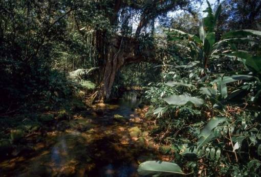 Βραζιλία – Απειλή για έναν σύγχρονο «Κήπο της Εδέμ»