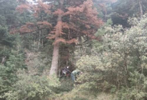 SOS για το ελατοδάσος του Πάρνωνα