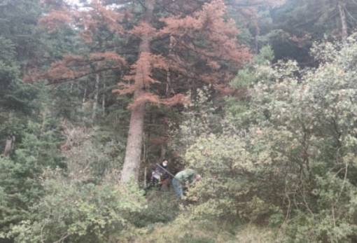 SOS για το ελατοδάσος του Πάρνωνα