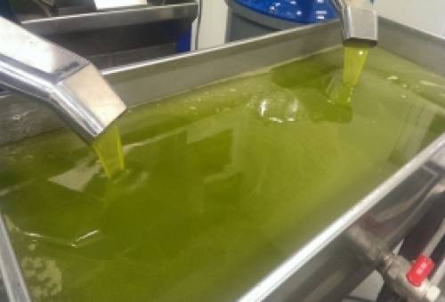 «Παίζει» γύρω από τα 5 ευρώ η τιμή ελαιολάδου στη Λακωνία