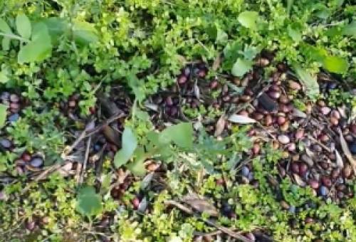 «Τελειωτικό χτύπημα» στην παραγωγή ελαιοκάρπου των Κροκεών