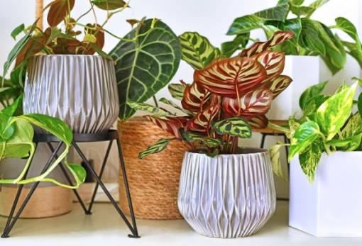 5 συνήθειες που «σκοτώνουν» τα φυτά σου τον χειμώνα