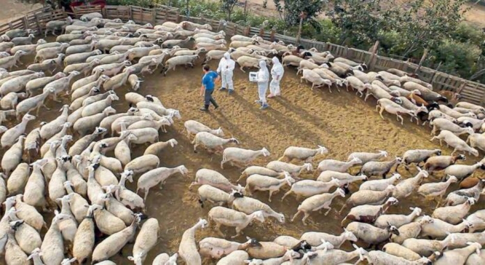 &Alpha;&nu;&eta;&sigma;&upsilon;&chi;ί&alpha; &gamma;&iota;&alpha; &tau;&iota;&sigmaf; &epsilon;&pi;&iota;&pi;&tau;ώ&sigma;&epsilon;&iota;&sigmaf; &tau;&eta;&sigmaf; &epsilon;&upsilon;&lambda;&omicron;&gamma;&iota;ά&sigmaf; &kappa;&alpha;&iota; &tau;&alpha; &nu;έ&alpha; &mu;έ&tau;&rho;&alpha;