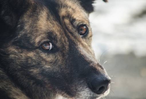 Σύλληψη και πρόστιμο για παραμέληση σκύλου στη Σπάρτη