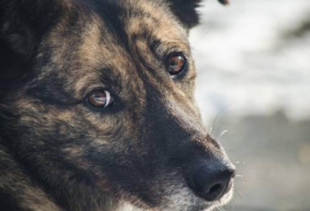 &Sigma;ύ&lambda;&lambda;&eta;&psi;&eta; &kappa;&alpha;&iota; &pi;&rho;ό&sigma;&tau;&iota;&mu;&omicron; &gamma;&iota;&alpha; &pi;&alpha;&rho;&alpha;&mu;έ&lambda;&eta;&sigma;&eta; &sigma;&kappa;ύ&lambda;&omicron;&upsilon; &sigma;&tau;&eta; &Sigma;&pi;ά&rho;&tau;&eta;