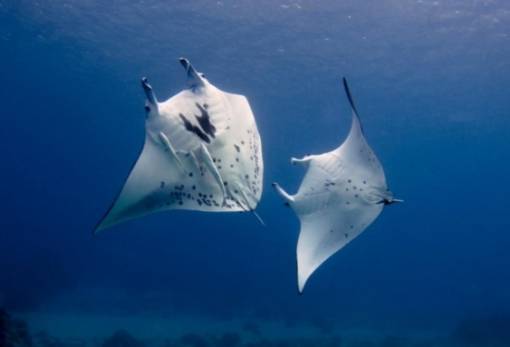 Τα τεράστια σαλάχια μάντα «επιστρέφουν» στον πλανήτη