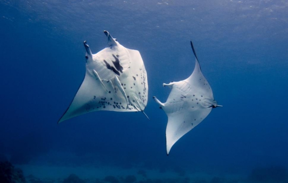 &Tau;&alpha; &tau;&epsilon;&rho;ά&sigma;&tau;&iota;&alpha; &sigma;&alpha;&lambda;ά&chi;&iota;&alpha; &mu;ά&nu;&tau;&alpha; &laquo;&epsilon;&pi;&iota;&sigma;&tau;&rho;έ&phi;&omicron;&upsilon;&nu;&raquo; &sigma;&tau;&omicron;&nu; &pi;&lambda;&alpha;&nu;ή&tau;&eta;