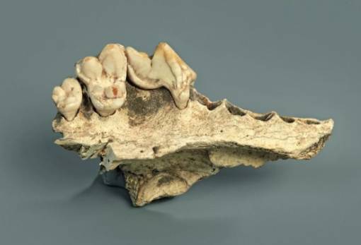 Οι σκύλοι ζουν μαζί με τους ανθρώπους εδώ και τουλάχιστον 14.200 χρόνια