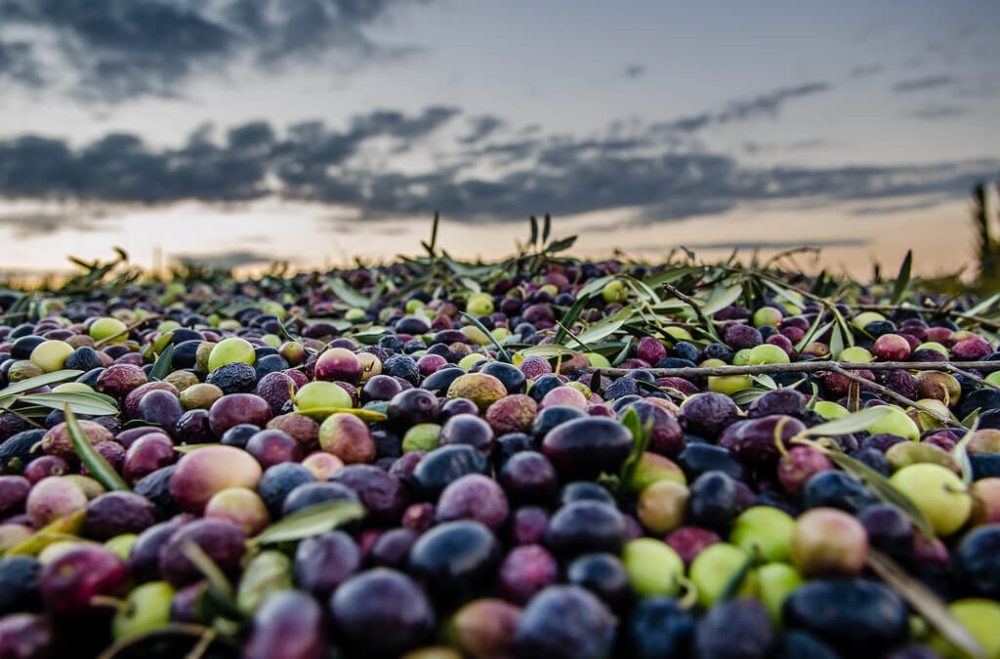 &Epsilon;&pi;&iota;&tau;&rho;&alpha;&pi;έ&zeta;&iota;&alpha; &epsilon;&lambda;&iota;ά: &Psi;&eta;&lambda;ά έ&omega;&sigmaf; 1.80 &epsilon;&upsilon;&rho;ώ &eta; &Kappa;&alpha;&lambda;&alpha;&mu;ώ&nu;, ί&sigma;&omega;&sigmaf; &kappa;ά&tau;&omega; &alpha;&pi;ό 400.000 &tau;ό&nu;&omicron;&upsilon;&sigmaf; &eta; &pi;&alpha;&rho;&alpha;&gamma;&omega;&gamma;ή