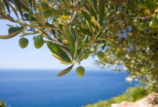 Η «κιβωτός» της ελιάς χτίζει άμυνα απέναντι στην κλιματική αλλαγή