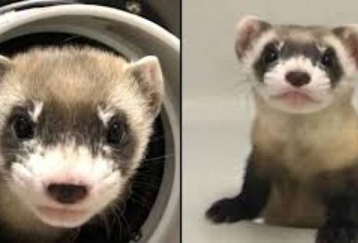 Γενετιστές αναδημιούργησαν  είδος κουναβιού που εξαφανίστηκε πριν 30 χρόνια