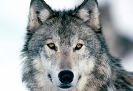 Γεγονός το πρώτο υβρίδιο λύκου-σκύλου στην Ελλάδα