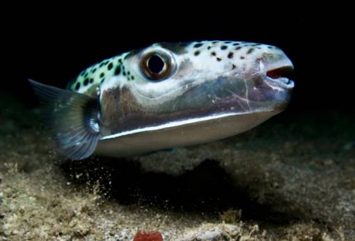 Τοξική «τορπίλη» με πτερύγια στα νερά της Λακωνίας