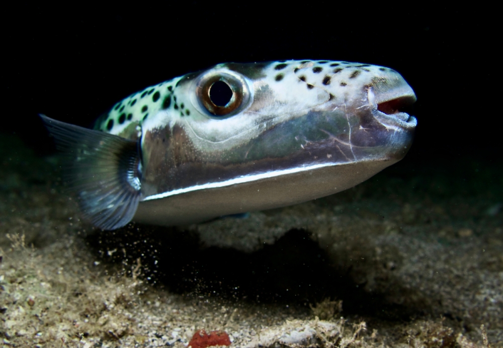 &Tau;&omicron;&xi;&iota;&kappa;ή &laquo;&tau;&omicron;&rho;&pi;ί&lambda;&eta;&raquo; &mu;&epsilon; &pi;&tau;&epsilon;&rho;ύ&gamma;&iota;&alpha; &sigma;&tau;&alpha; &nu;&epsilon;&rho;ά &tau;&eta;&sigmaf; &Lambda;&alpha;&kappa;&omega;&nu;ί&alpha;&sigmaf;