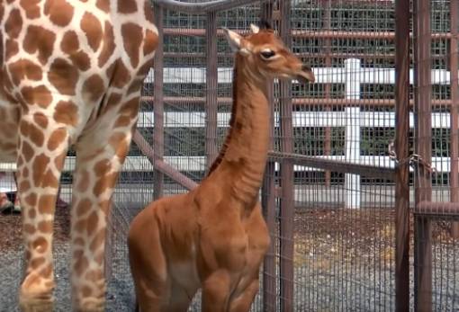 Βρέθηκε και δεύτερη σπάνια καμηλοπάρδαλη χωρίς κηλίδες