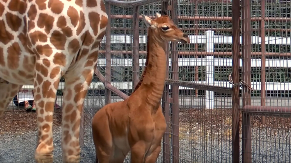 &Beta;&rho;έ&theta;&eta;&kappa;&epsilon; &kappa;&alpha;&iota; &delta;&epsilon;ύ&tau;&epsilon;&rho;&eta; &sigma;&pi;ά&nu;&iota;&alpha; &kappa;&alpha;&mu;&eta;&lambda;&omicron;&pi;ά&rho;&delta;&alpha;&lambda;&eta; &chi;&omega;&rho;ί&sigmaf; &kappa;&eta;&lambda;ί&delta;&epsilon;&sigmaf;