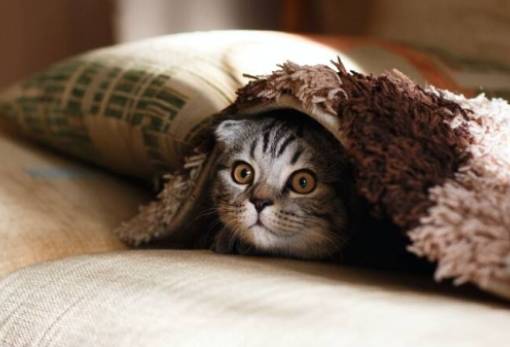 Οι γάτες έχουν 276 διαφορετικές εκφράσεις προσώπου