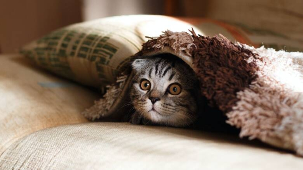 &Omicron;&iota; &gamma;ά&tau;&epsilon;&sigmaf; έ&chi;&omicron;&upsilon;&nu; 276 &delta;&iota;&alpha;&phi;&omicron;&rho;&epsilon;&tau;&iota;&kappa;έ&sigmaf; &epsilon;&kappa;&phi;&rho;ά&sigma;&epsilon;&iota;&sigmaf; &pi;&rho;&omicron;&sigma;ώ&pi;&omicron;&upsilon;