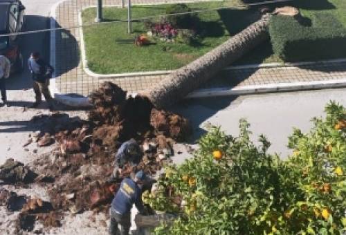 Η αρχή του τέλους για τους φοίνικες της Σπάρτης (ΦΩΤΟ)