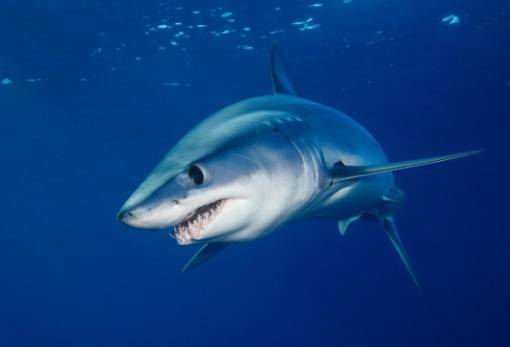 Τι αποκαλύπτει επιστημονική μελέτη για το μέγεθος του καρχαρία μεγαλόδοντα