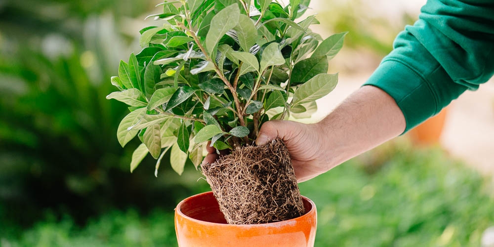 4 &sigma;&upsilon;&mu;&beta;&omicron;&upsilon;&lambda;έ&sigmaf; &gamma;&iota;&alpha; &nu;&alpha; &epsilon;&pi;&alpha;&nu;&alpha;&phi;έ&rho;&epsilon;&iota;&sigmaf; &tau;&alpha; &phi;&upsilon;&tau;ά &sigma;&omicron;&upsilon; &mu;&epsilon;&tau;ά &alpha;&pi;ό &upsilon;&pi;&epsilon;&rho;&beta;&omicron;&lambda;&iota;&kappa;ό &pi;ό&tau;&iota;&sigma;&mu;&alpha;