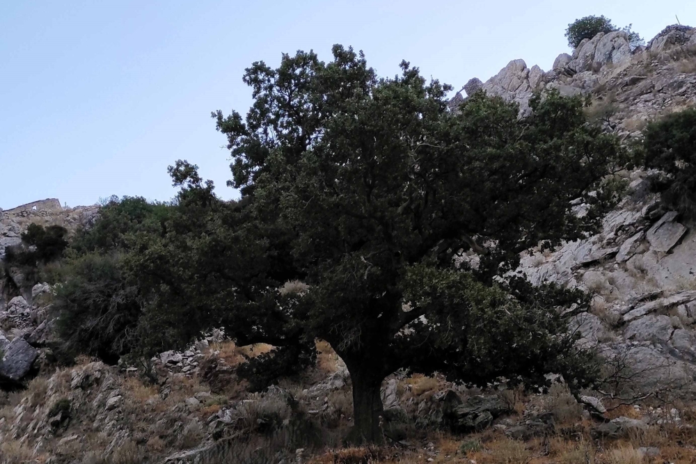 &Alpha;&pi;&lambda;ώ&nu;&omicron;&nu;&tau;&alpha;&iota; &omicron;&iota; &rho;ί&zeta;&epsilon;&sigmaf; &tau;&eta;&sigmaf; &epsilon;&lambda;&epsilon;&upsilon;&theta;&epsilon;&rho;ί&alpha;&sigmaf; &tau;&omicron;&upsilon; '21 &sigma;&tau;&eta; &lambda;&alpha;&kappa;&omega;&nu;&iota;&kappa;ή &gamma;&eta;