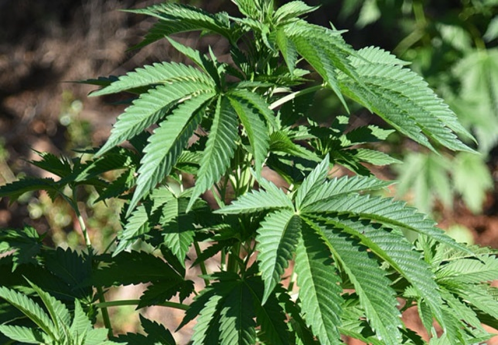 &Phi;&upsilon;&tau;ά &kappa;ά&nu;&nu;&alpha;&beta;&eta;&sigmaf; &beta;&rho;ή&kappa;&epsilon; &eta; &Epsilon;&Lambda;&Alpha;&Sigma; &sigma;&tau;&eta; &Lambda;&omicron;&gamma;&gamma;ά&sigma;&tau;&rho;&alpha;