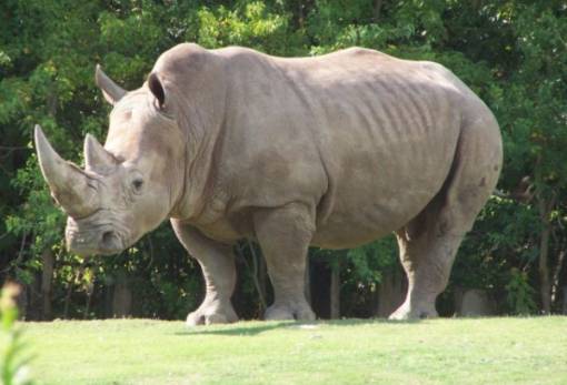 Ελπίδες για διάσωση των ειδών: Η πρώτη εγκυμοσύνη ρινόκερου με εξωσωματική γονιμοποίηση