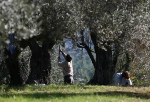 «Καίνε» τα εργατικά χέρια για τη συγκομιδή της ελιάς