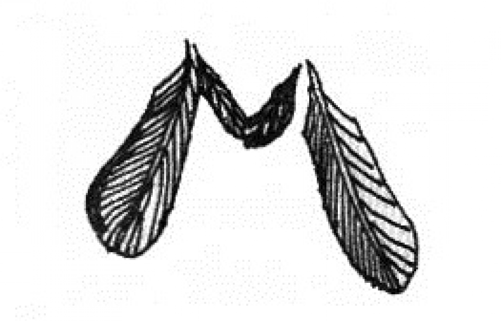 &Eta; &Pi;&omicron;&upsilon;&pi;&omicron;ύ&lambda;&alpha;