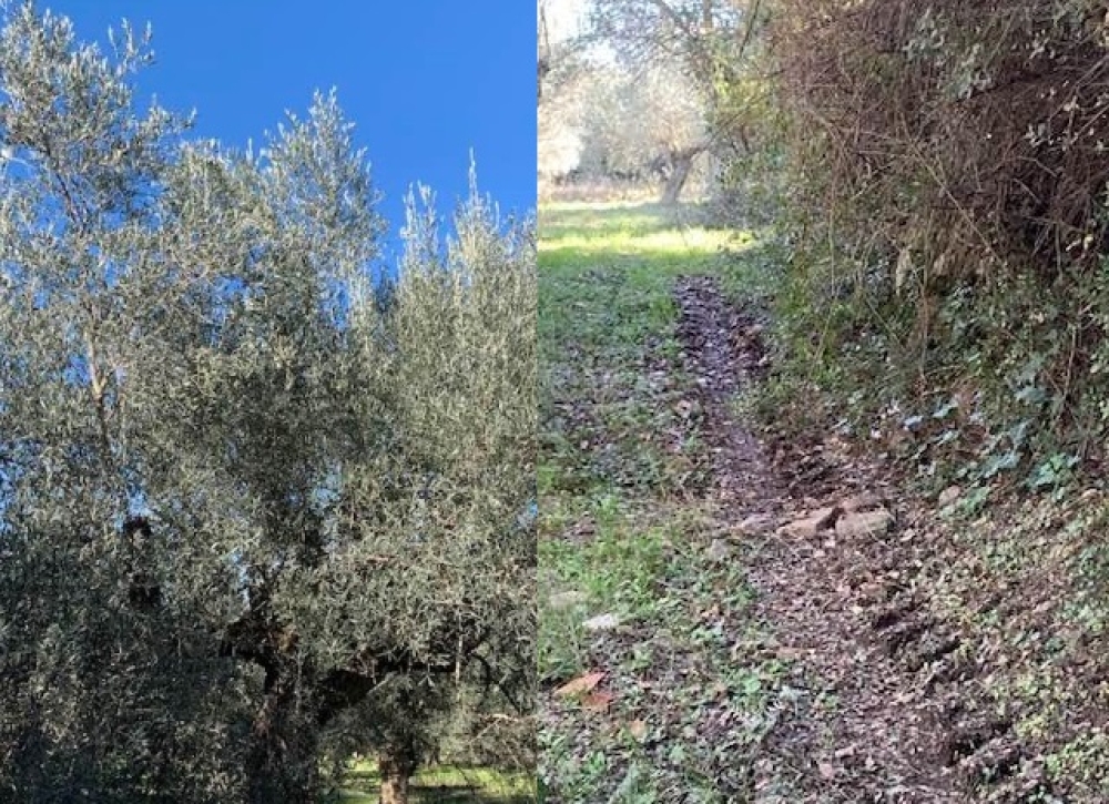 &Beta;&gamma;&alpha;ί&nu;&omicron;&upsilon;&nu; &kappa;&alpha;&iota; &phi;έ&tau;&omicron;&sigmaf; &laquo;&pi;&alpha;&gamma;&alpha;&nu;&iota;ά&raquo; &sigma;&epsilon; &epsilon;&lambda;&alpha;&iota;&omicron;&pi;&epsilon;&rho;ί&beta;&omicron;&lambda;&alpha; &sigma;&tau;&eta; &Lambda;&alpha;&kappa;&omega;&nu;ί&alpha;