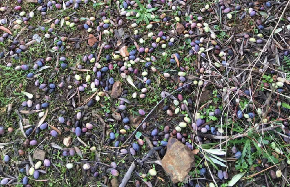 &Alpha;&upsilon;&tau;&omicron;&psi;ί&alpha; &tau;&omicron;&upsilon; &Epsilon;&Lambda;&Gamma;&Alpha; &sigma;&tau;&omicron;&nu; &Delta;. &Sigma;&pi;ά&rho;&tau;&eta;&sigmaf; &gamma;&iota;&alpha; &tau;&eta;&nu; &pi;&rho;ό&sigma;&phi;&alpha;&tau;&eta; &zeta;&eta;&mu;&iota;ά &sigma;&tau;&omicron;&nu; &epsilon;&lambda;&alpha;&iota;ό&kappa;&alpha;&rho;&pi;&omicron;