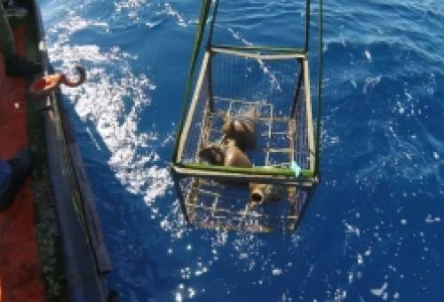 Εντυπωσιακά ευρήματα στο ναυάγιο στο στενό Κυθήρων-Νεάπολης