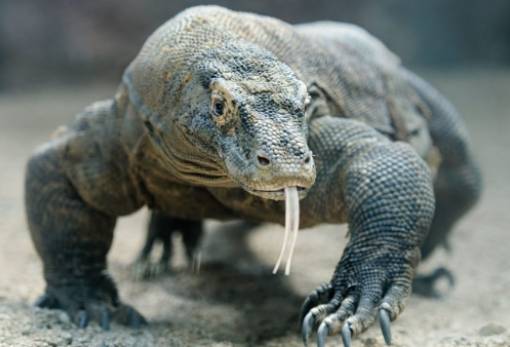 Ο δράκος του Κόμοντο ζούσε πριν από 4 εκ. χρόνια στο Μεγάλο Εμβολο της Θεσσαλονίκης