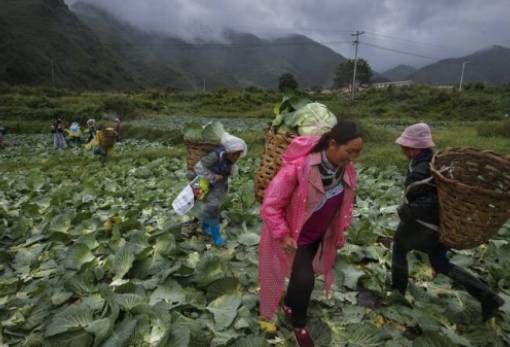 «Πράσινο φως» στις γενετικά επεξεργασμένες καλλιέργειες έδωσε η Κίνα