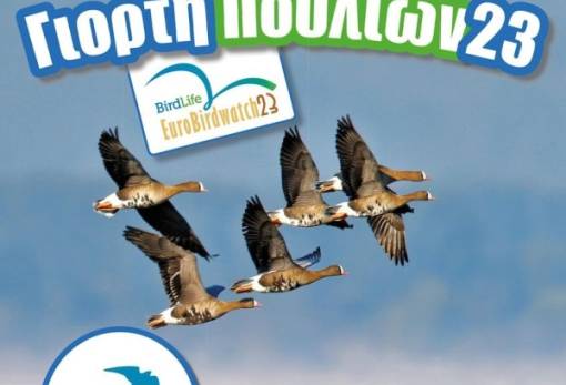 Στη λιμνοθάλασσα Μουστού γιορτάζεται η φθινοπωρινή μετανάστευση πουλιών