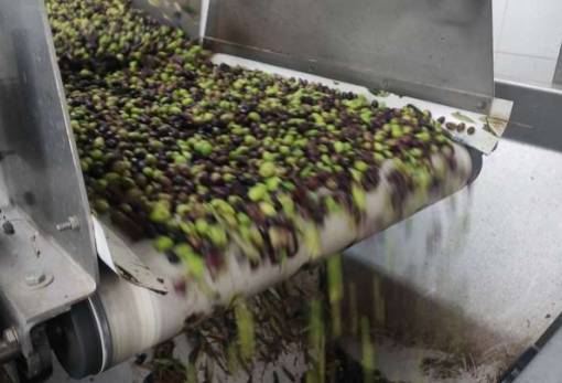 «Καταστροφική η αιφνίδια διακοπή λειτουργίας των ελαιοτριβείων» στη Λακωνία