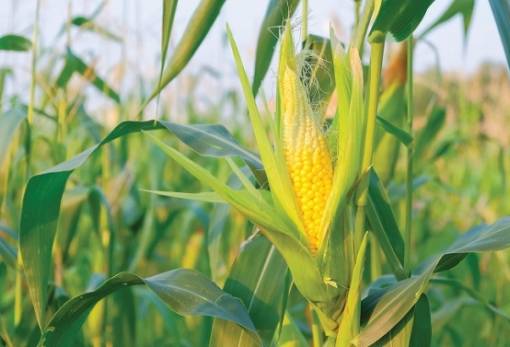 Καλαμπόκι: Μειωμένες οι προβλέψεις το 2024