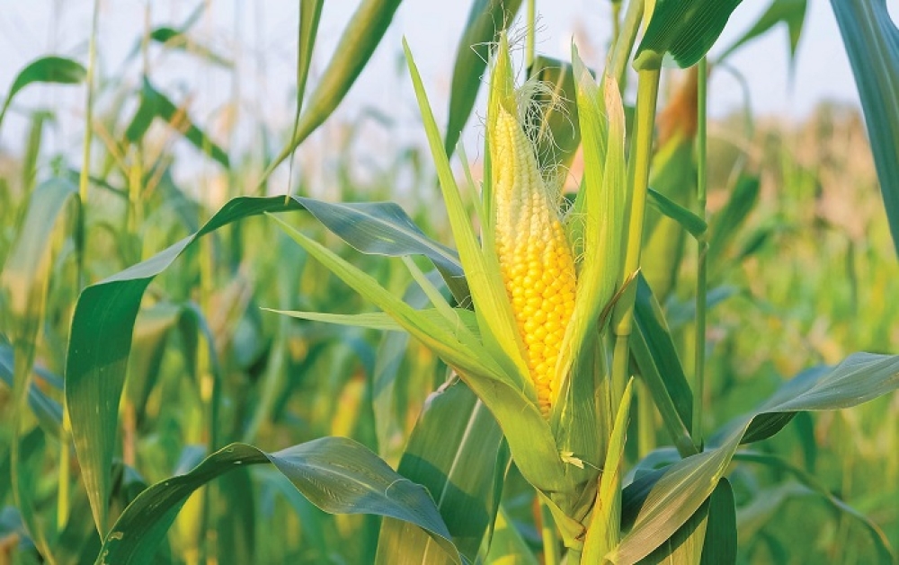 &Kappa;&alpha;&lambda;&alpha;&mu;&pi;ό&kappa;&iota;: &Mu;&epsilon;&iota;&omega;&mu;έ&nu;&epsilon;&sigmaf; &omicron;&iota; &pi;&rho;&omicron;&beta;&lambda;έ&psi;&epsilon;&iota;&sigmaf; &tau;&omicron; 2024