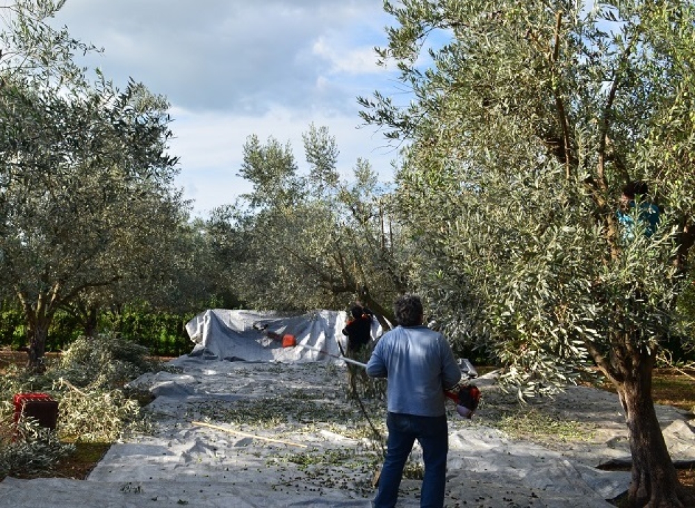 &Sigma;&upsilon;&sigma;&kappa;έ&pi;&tau;&omicron;&nu;&tau;&alpha;&iota; &kappa;&alpha;&iota; &pi;&alpha;ί&rho;&nu;&omicron;&upsilon;&nu; &tau;&iota;&sigmaf; &alpha;&pi;&omicron;&phi;ά&sigma;&epsilon;&iota;&sigmaf; &tau;&omicron;&upsilon; &omicron;&iota; &alpha;&gamma;&rho;&omicron;&tau;&omicron;&kappa;&tau;&eta;&nu;&omicron;&tau;&rho;ό&phi;&omicron;&iota; &tau;&omicron;&upsilon; &Delta;. &Epsilon;&upsilon;&rho;ώ&tau;&alpha;