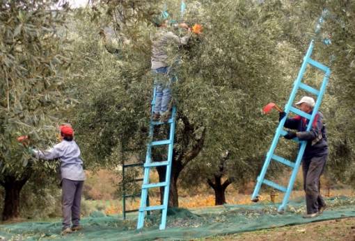 Πρώτη η Πελοπόννησος σε απασχολούμενους στον πρωτογενή τομέα