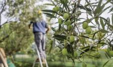 &Eta; &Pi;&epsilon;&rho;&iota;&phi;έ&rho;&epsilon;&iota;&alpha; &Pi;&epsilon;&lambda;&omicron;&pi;&omicron;&nu;&nu;ή&sigma;&omicron;&upsilon; &alpha;&nu;&omicron;ί&gamma;&epsilon;&iota; &tau;&omicron; &kappa;&epsilon;&phi;ά&lambda;&alpha;&iota;&omicron; &tau;&eta;&sigmaf; &nu;έ&alpha;&sigmaf; &Kappa;&Alpha;&Pi;