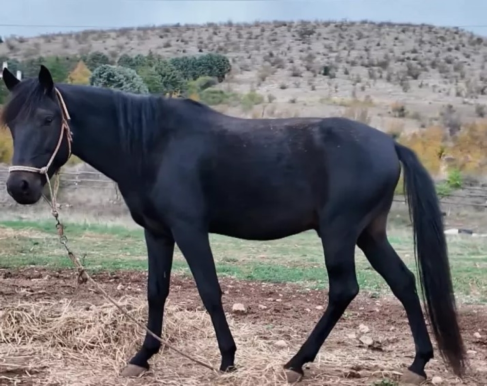 &Tau;&alpha; ά&lambda;&omicron;&gamma;&alpha; &tau;&omicron;&upsilon; &Mu;έ&gamma;&alpha; &Alpha;&lambda;έ&xi;&alpha;&nu;&delta;&rho;&omicron;&upsilon; &epsilon;&pi;&iota;&beta;&iota;ώ&nu;&omicron;&upsilon;&nu; &sigma;&tau;&eta;&nu; &Sigma;&iota;ά&tau;&iota;&sigma;&tau;&alpha;