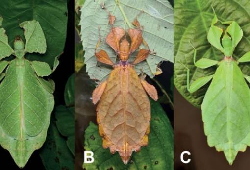 Ανακαλύφθηκαν επτά νέα είδη εντόμων που «κρύβονται»