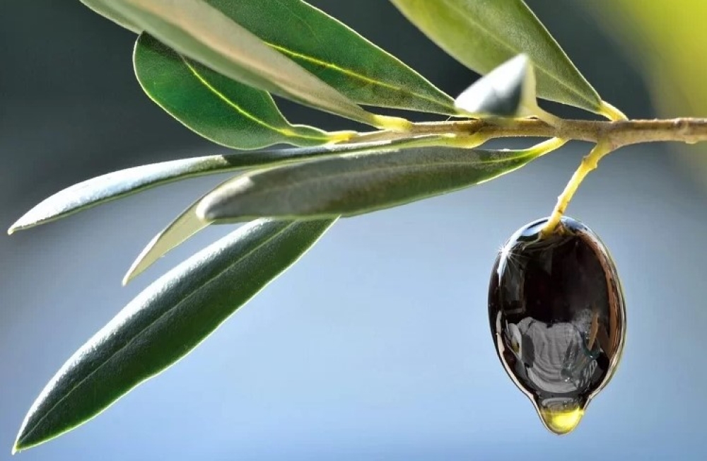 &Eta; &sigma;&eta;&mu;&alpha;&sigma;ί&alpha; &tau;&omicron;&upsilon; &kappa;&alpha;&lambda;ί&omicron;&upsilon; &sigma;&tau;&eta;&nu; &epsilon;&lambda;&iota;ά